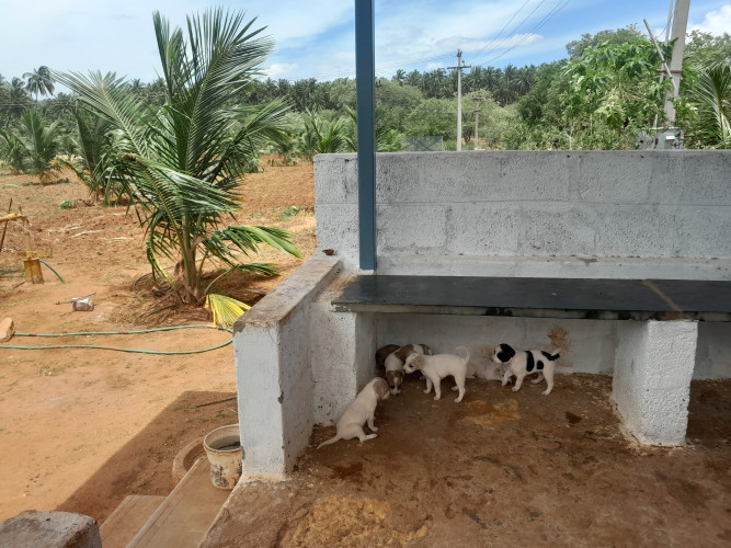 Puppies for Sale